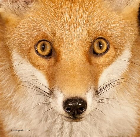 'the fox eyes treatment itself is something a lot of our clients hadn't come across before but the effect it creates is something that makeup trends have been aspiring to for some time.' Image result for fox eyes | Fox eyes, Fox, Fox face