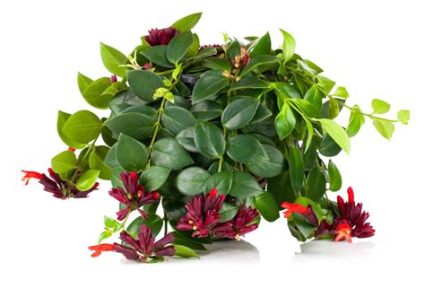 Lipstick Plant Care And Growing Guide