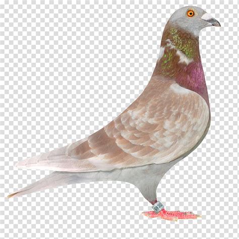 Columbidae Racing Homer Homing Pigeon Bird Fancy Pigeon Pigeon