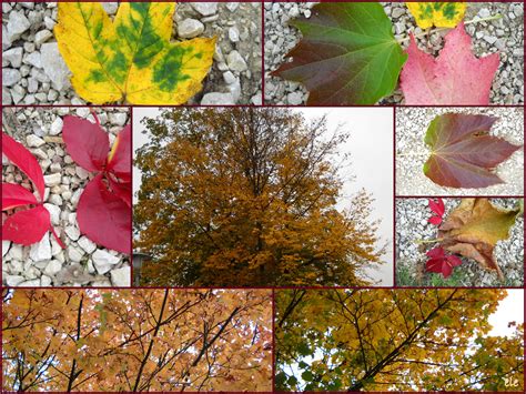 Bunte Herbstfarben Foto & Bild | archiv projekte naturchannel ...