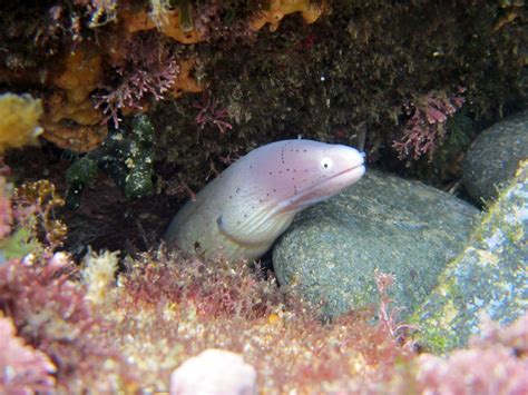 Free Images Ocean Animal Wildlife Underwater Tropical Aquatic