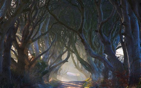 Nature Landscape Fairy Tale Road Trees Ireland Mist Morning Shrubs Sun Rays Tunnel Hd Wallpaper