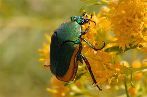 Lets Do Some Zoology Figeater Beetle Cotinis Mutabilis Also Known