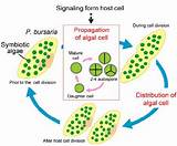 Host Cell Pictures