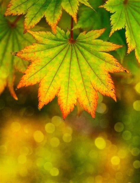 Beautiful Autumn Leaves Pictures Photos And Images For
