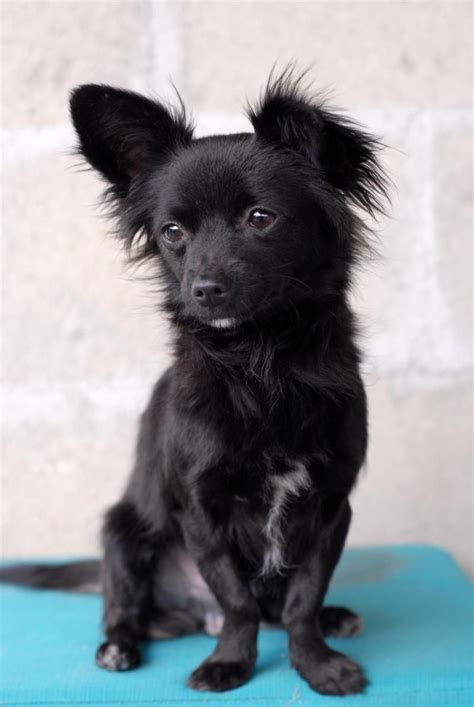 Adopt Angelo On Petfinder Black Chihuahua Chihuahua Papillon Dog
