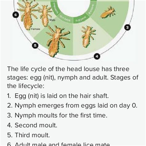 Head Lice Life Cycle