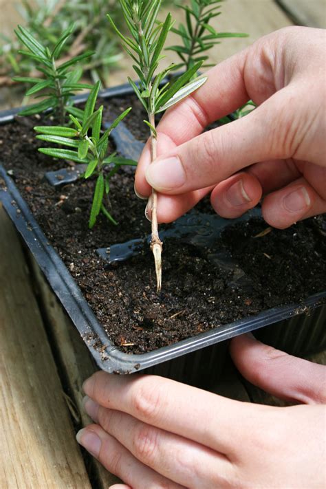 How To Grow Rosemary From Seed Or Cuttings Everything You Need To Know