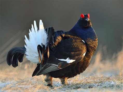 Black Grouse Bird Facts Lyrurus Tetrix Bird Fact