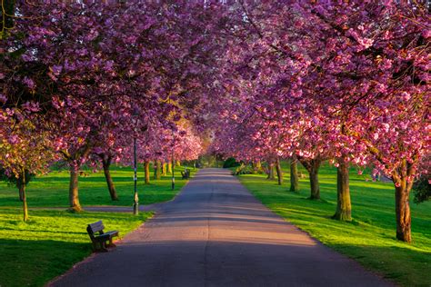 Best Places To See Cherry Blossom In The Uk In