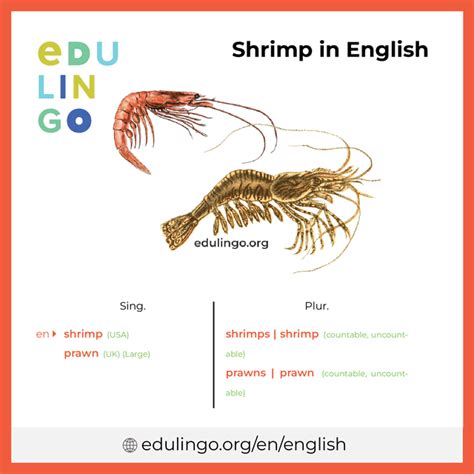 Shrimp In English Writing And Pronunciation With Pictures