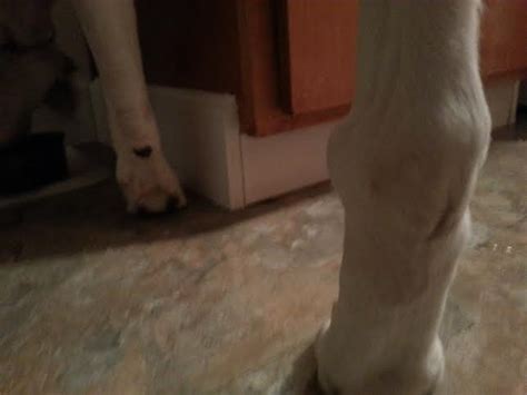 Some animals really do make excellent pets. Hard lump on hock joint (labrador, vet, problems, ears ...