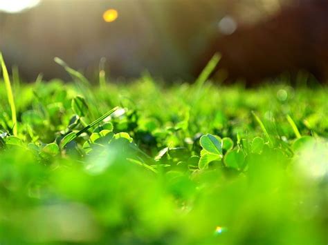 Greenery Nature Evening Green Grass Hd Wallpaper Peakpx