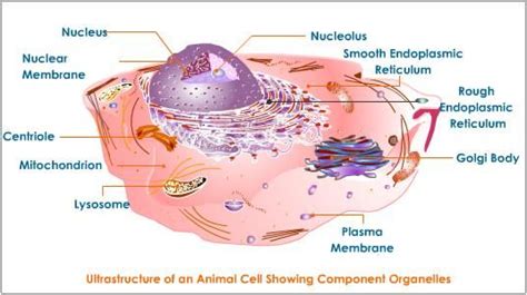 The movement of the muscle is under the control of skeletal muscle. Cell Organelles and Their Functions - Bing Images | Plasma ...
