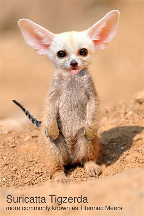 17 Best images about Cool animal hybrids on Pinterest | Panthers, Ducks