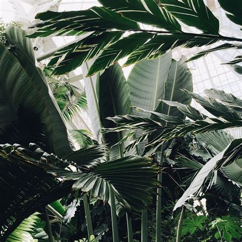 Find images of green wallpaper. Love & light