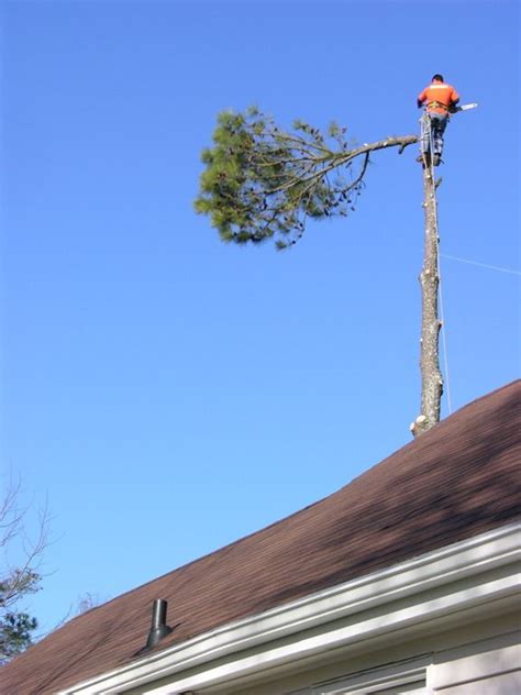 Find opening hours and closing hours from the tree service category in memphis, tn and other contact details such as address, phone number, website. Tree Service in Memphis, TN - Tree Monkey Service