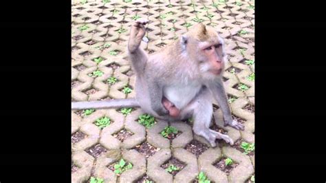 Monkey Scratches His Asshole Youtube