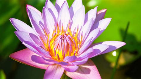 1920x1080 1920x1080 Pink Lotus Stem Flower Lily Water Lily