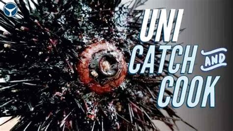 How To Eat Sea Urchin Uni Open Clean And Cook