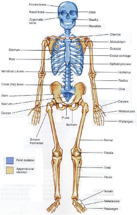 Figure Structure Skeleton