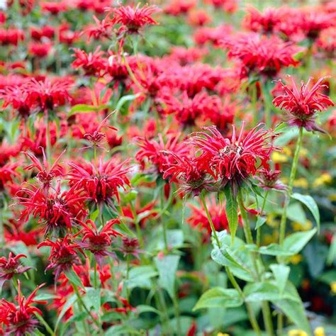 Red Bee Balm Bee Balm Fragrant Plant American Meadows