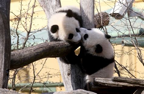 Why Are Pandas Black And White California Biologists Think They Know