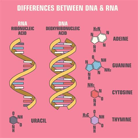 Differences Between Dna Rna Royalty Free Images Stock Photos