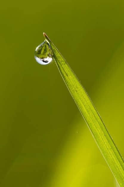 Premium Photo Dew Drops On Grass