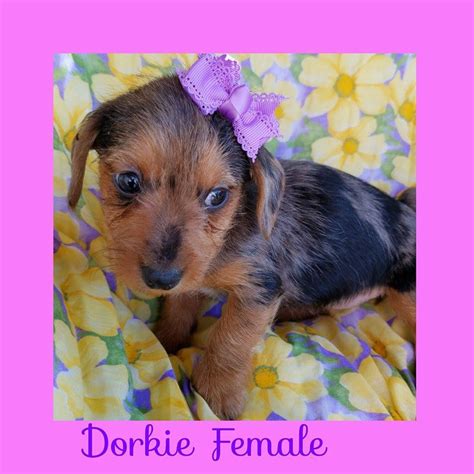 Use natural light whenever you can. Dorkie Puppies For Sale | London, KY #183508 | Petzlover