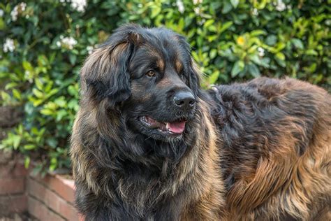 Meet The Lovable Lion Esque Leonberger Dog Breed Pennews Animal News