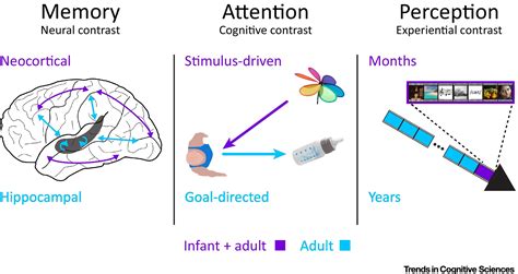 Infant Fmri A Model System For Cognitive Neuroscience Trends In