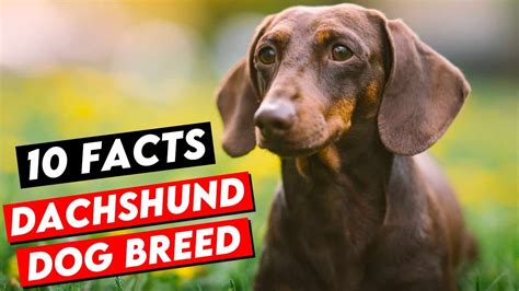 10 Amazing Facts About Dachshund Dog Breed You Need To Know Youtube