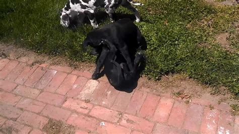 Some great danes may drool. 8 week old Great Dane puppies. - YouTube