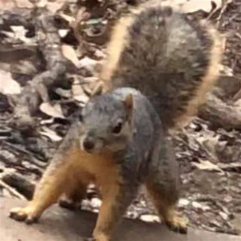 By using our expert knowledge and experience in the areas of pest and termite control, we deliver a superior service for commercial and residential service. Wildlife Removal Services for Arlington, TX | Critter ...