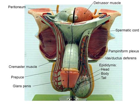 Activity Identifying Male Reproductive Organs And Gross Anatomy Of
