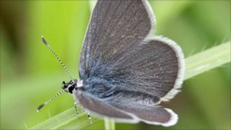 Small Blue Butterfly At Aldbury Nowers Nature Reserve Bbc News