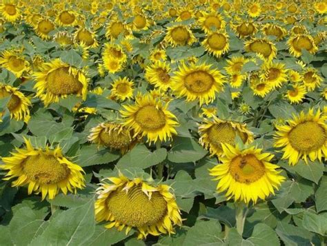 The sunflower student movement is associated with a protest movement driven by a coalition of students and civic groups that came to a head between march 18 and april 10, 2014. 太陽花田