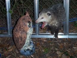 Like humans, opossums are omnivores—they eat both plants and meat—and in their case, pretty much if you find yourself setting out food for your dog or cat, but seeing it disappear before your furry friend has a. Screaming Through My Fingers: Only possums can defeat Lord ...