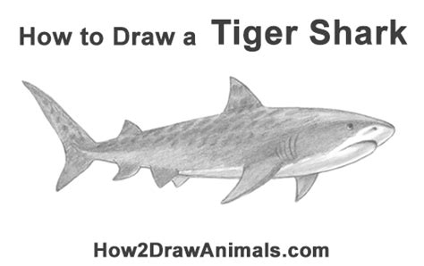 How do you draw a tiger head? How to Draw a Tiger Shark VIDEO & Step-by-Step Pictures