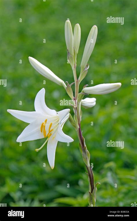 Madonna Lily White Lily Lilium Candidum Flower And Buds Stock Photo