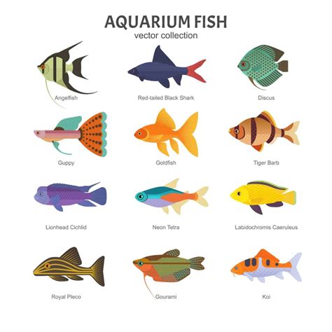 18 Popular Types Of Aquarium Fish Aquarium Fish Tropical Freshwater