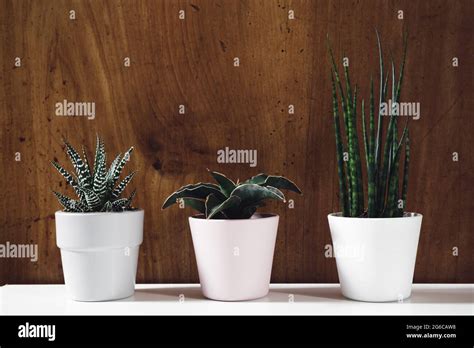 Indoors plants - sansevieria fernwood, sansevieria francisii and