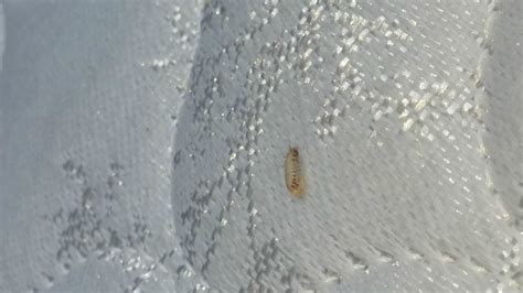 Bed Bug Shell Casing Pictures Bangdodo