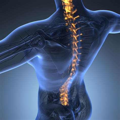 How Many Vertebrae Make Up The Human Spine Nsc