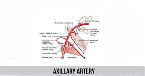 Axillary Artery World Wide Lifestyles Weight Loss And Gain Tips