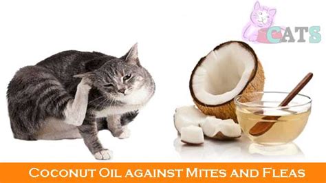 You have probably heard of the saying that says: Coconut Oil for Cats and its Advantages | Can Cats Have ...