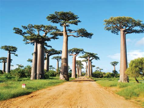 The care for succulents is fairly easy, and proper water can bring beautiful flowering to these unique plants! Baobab: The Largest Succulent Plant in the World | World ...