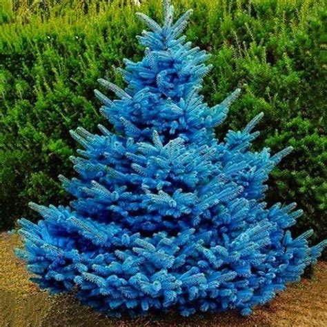 Wish Comprar Ficou Mais Divertido Blue Spruce Tree Colorado Blue