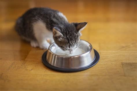 Cat Licking Milk Stock Image Image Of Care Feeding 113161053